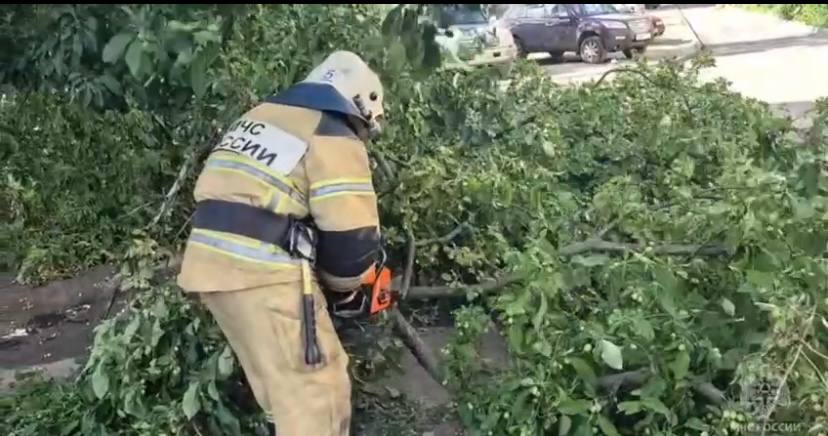 В Курске упавшее от ветра дерево на улице Косухина травмировало женщину