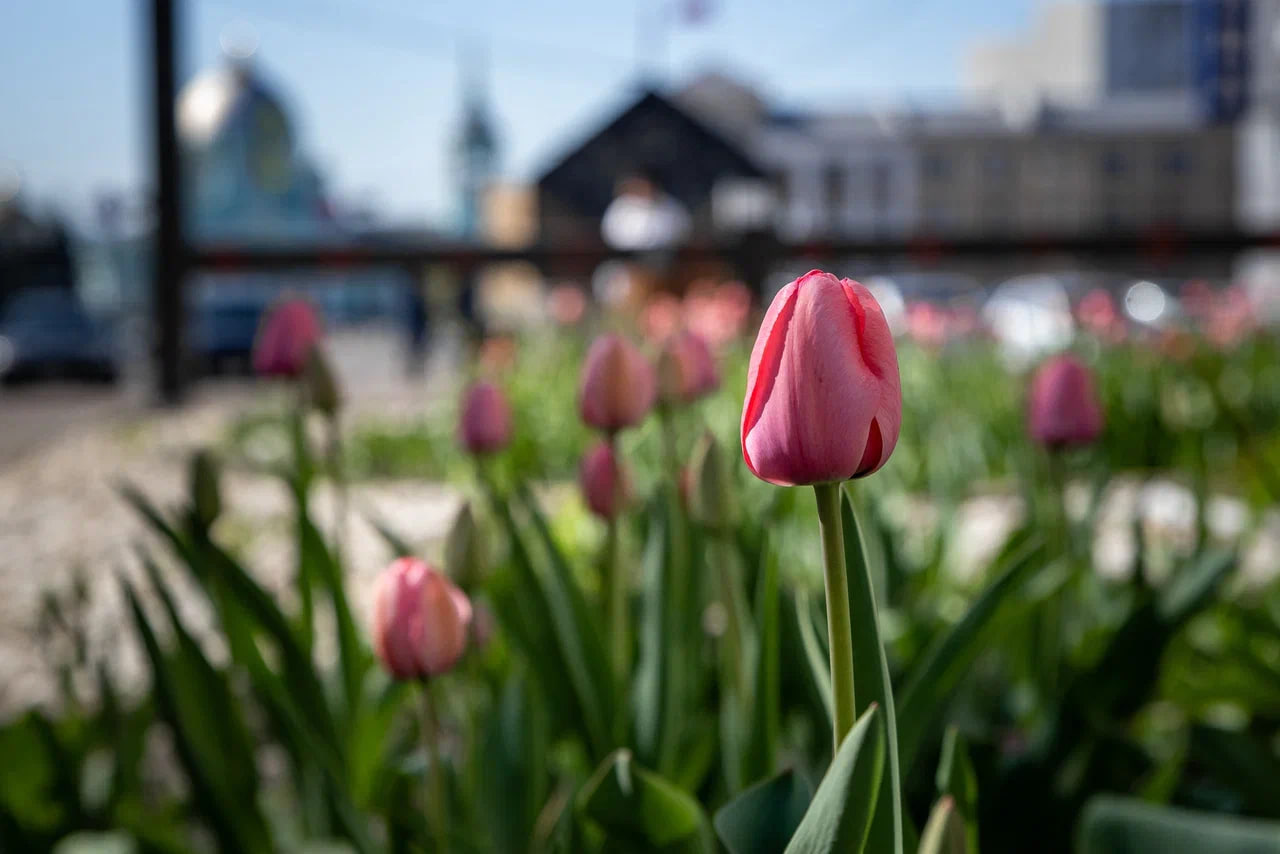 В центре Курска распустились тюльпаны