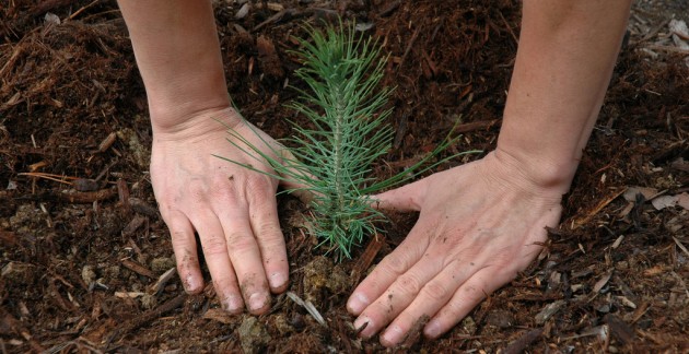 50 видов древесно-кустарниковых пород выращивают в Курской области.