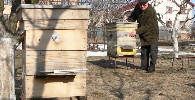 Крылатое «поголовье» курского пчеловода