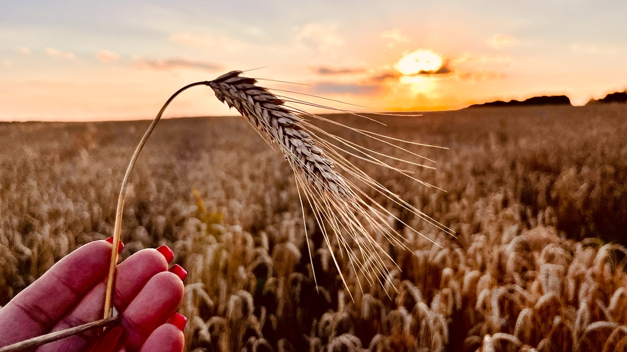 Курские аграрии из приграничья в 2026 году получат льготные кредиты по ставке от 1 до 3%