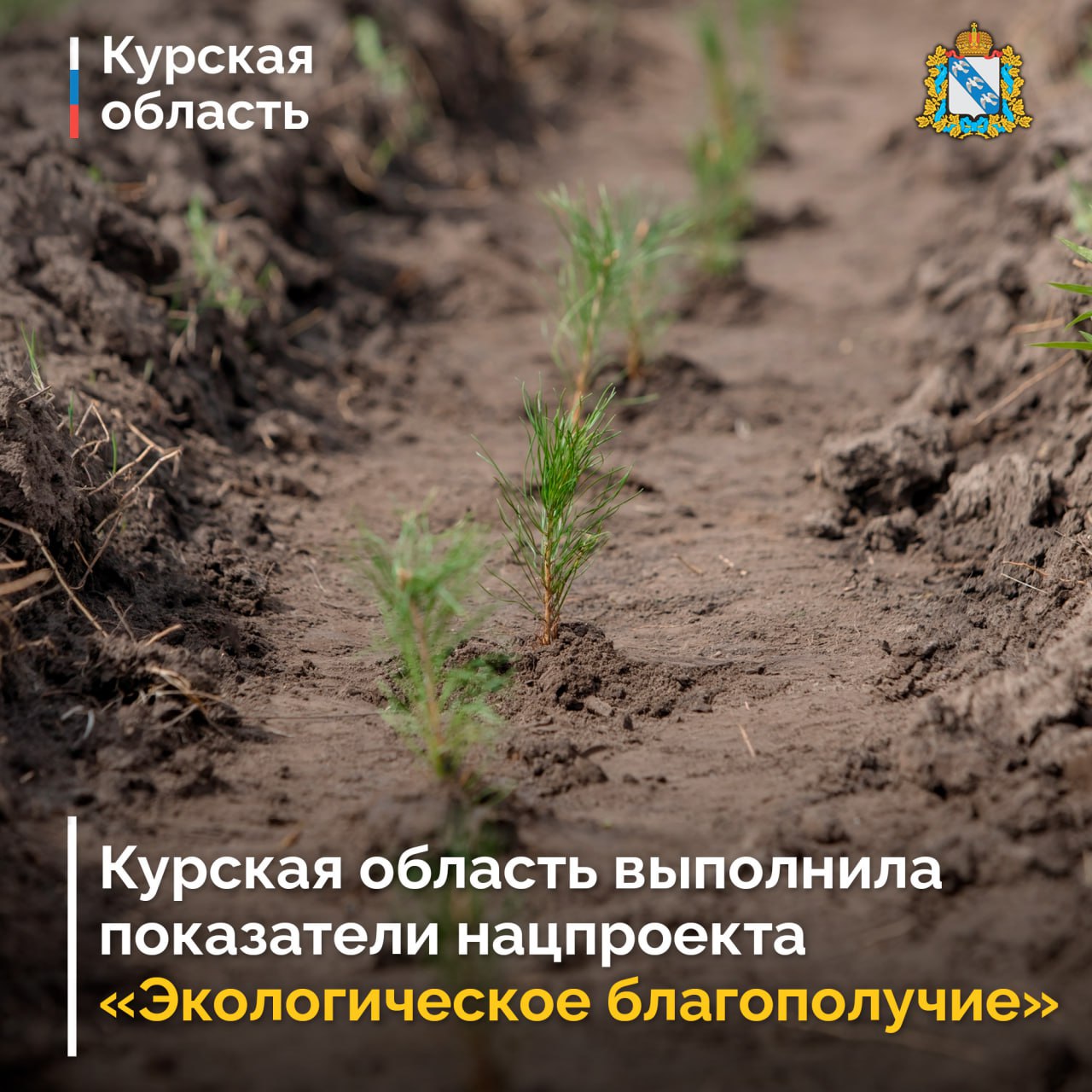В Курске восстановили и расширили леса на площади 190,8 гектара в 2025 году
