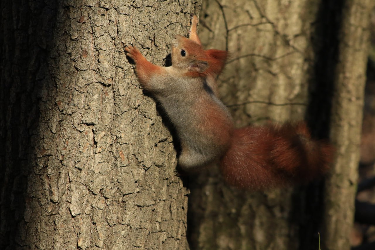 Температура в Курске 2 декабря опустится до 2 градусов мороза