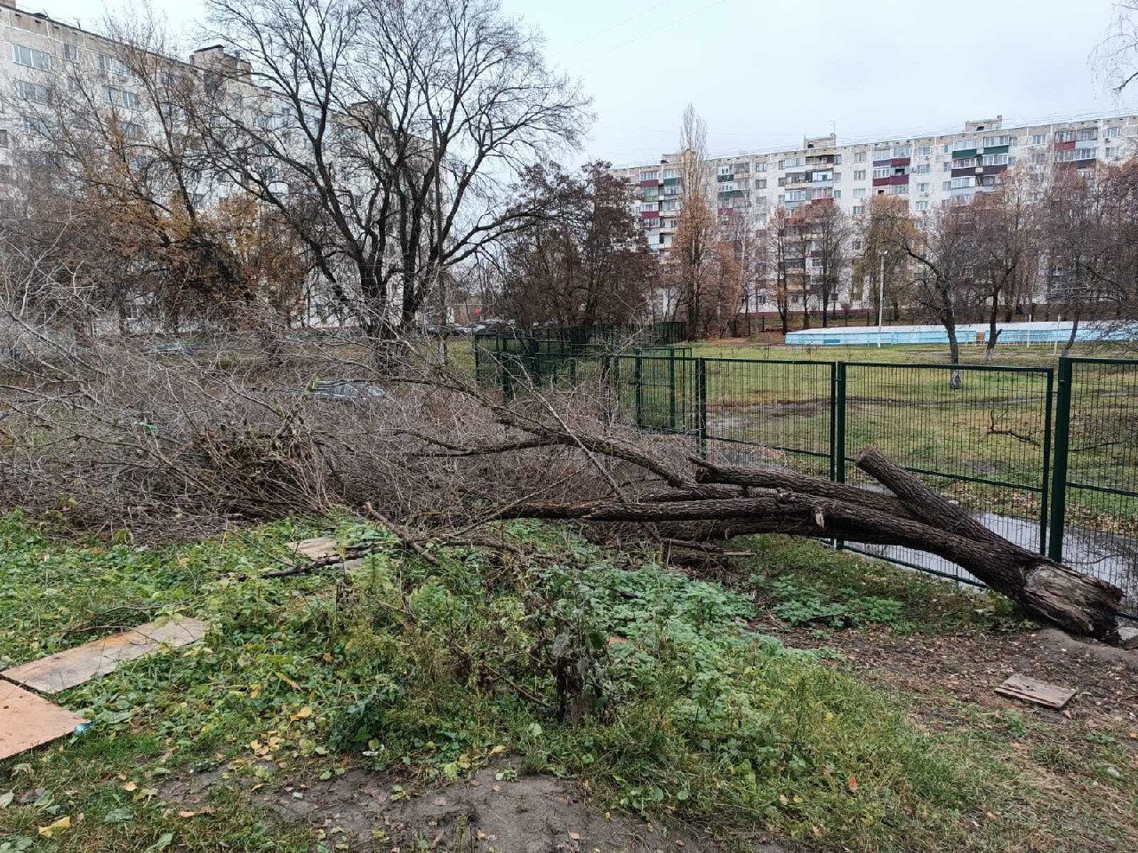 Упавшее дерево у школы № 38 в Курске уберут до конца месяца