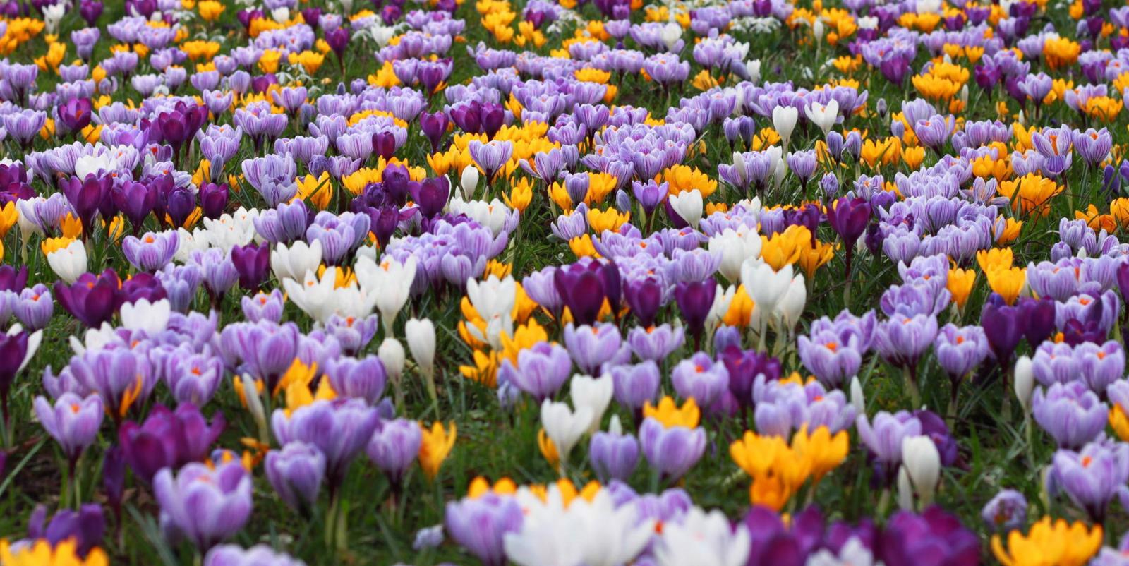 В Курске высадили 18 тысяч крокусов и 26 тысяч тюльпанов
