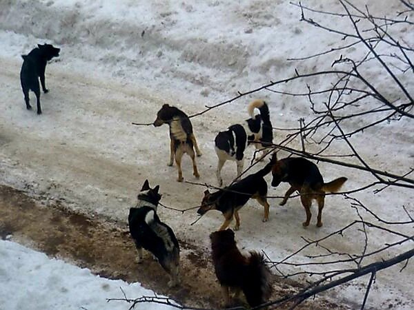 В Курске следователи проводят проверку из-за нападения собак на подростка