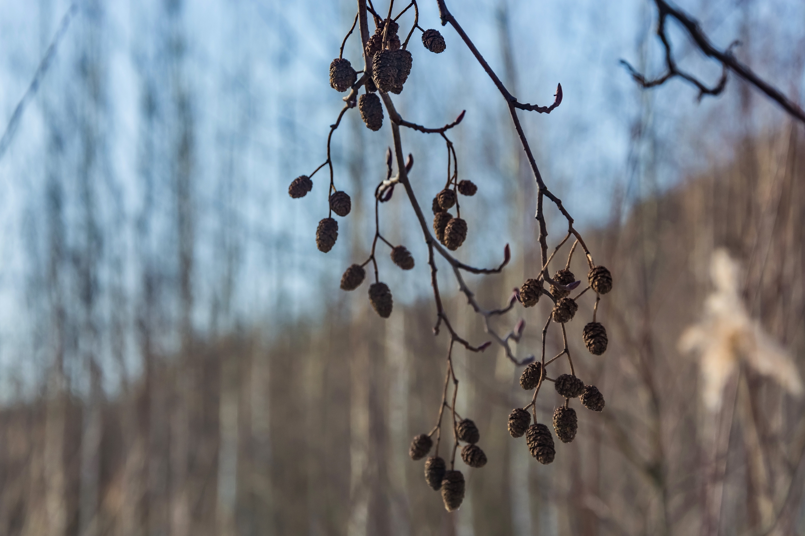 В Курске 18 марта прогнозируют дождь до вечера