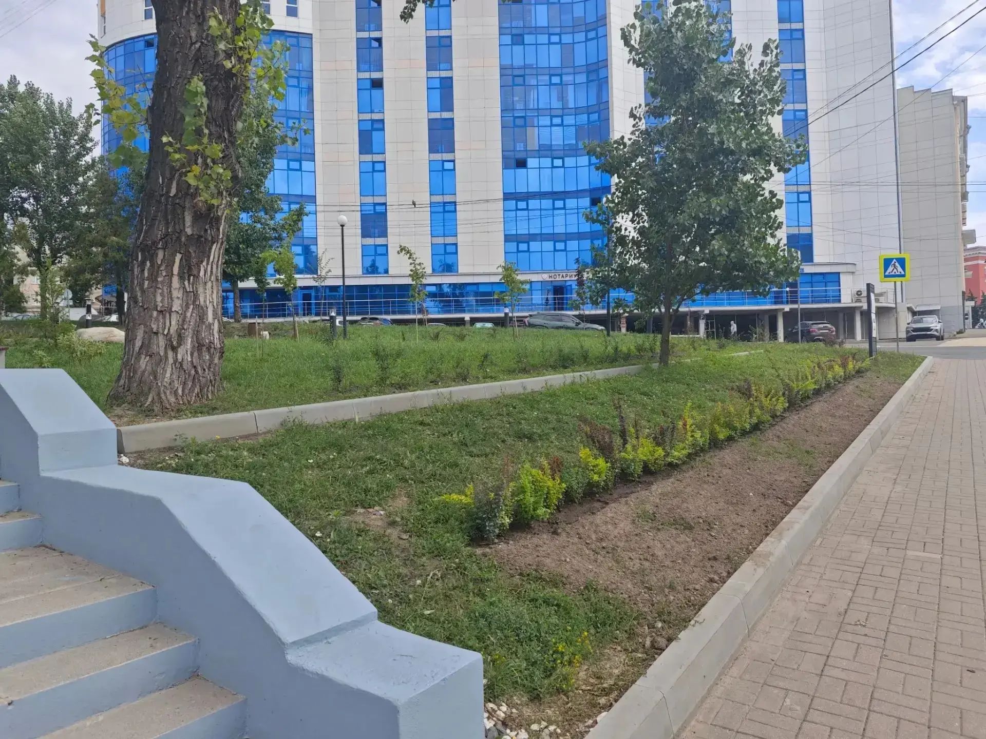 В Курском сквере на время исчезли саженцы сирени