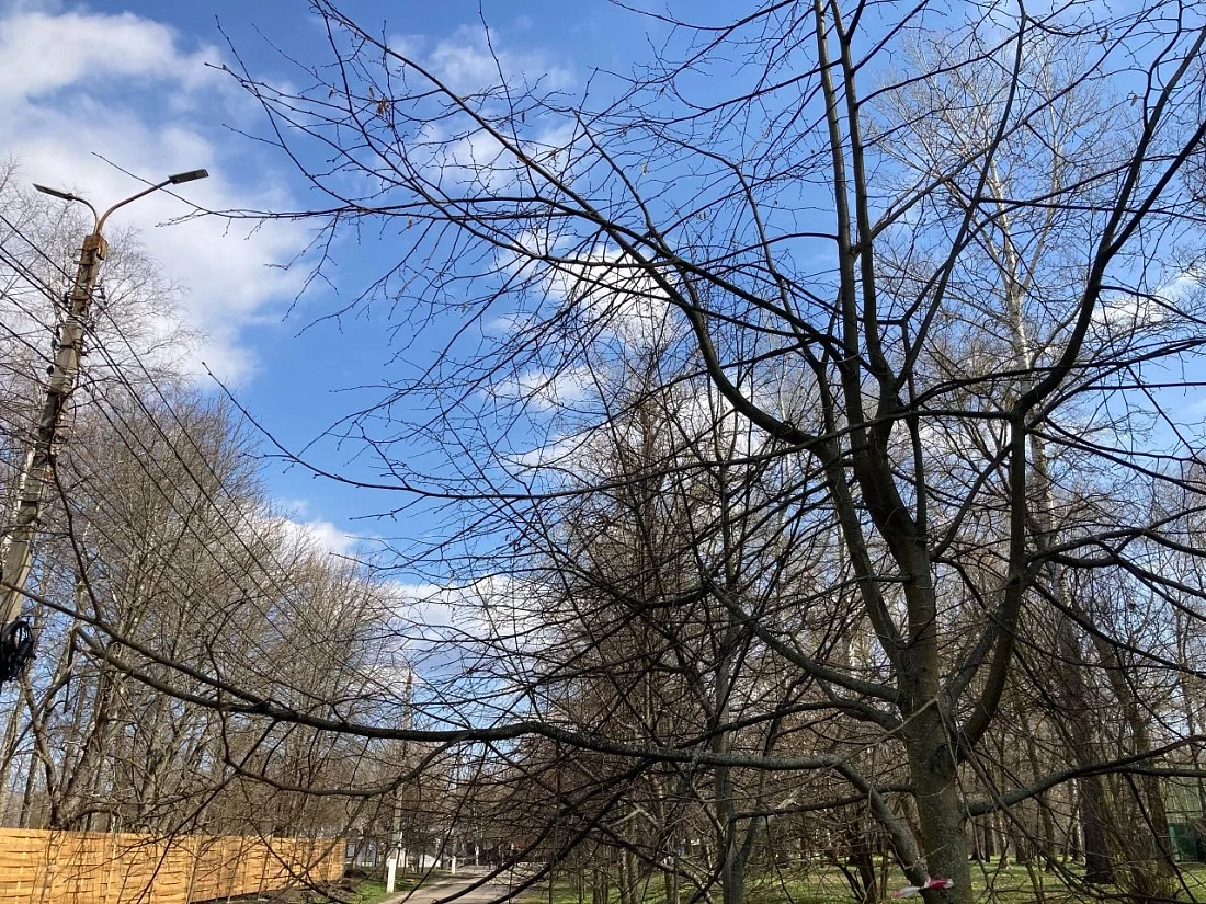 В Курске на Боевке проведут санитарную обрезку лип вдоль главной аллеи