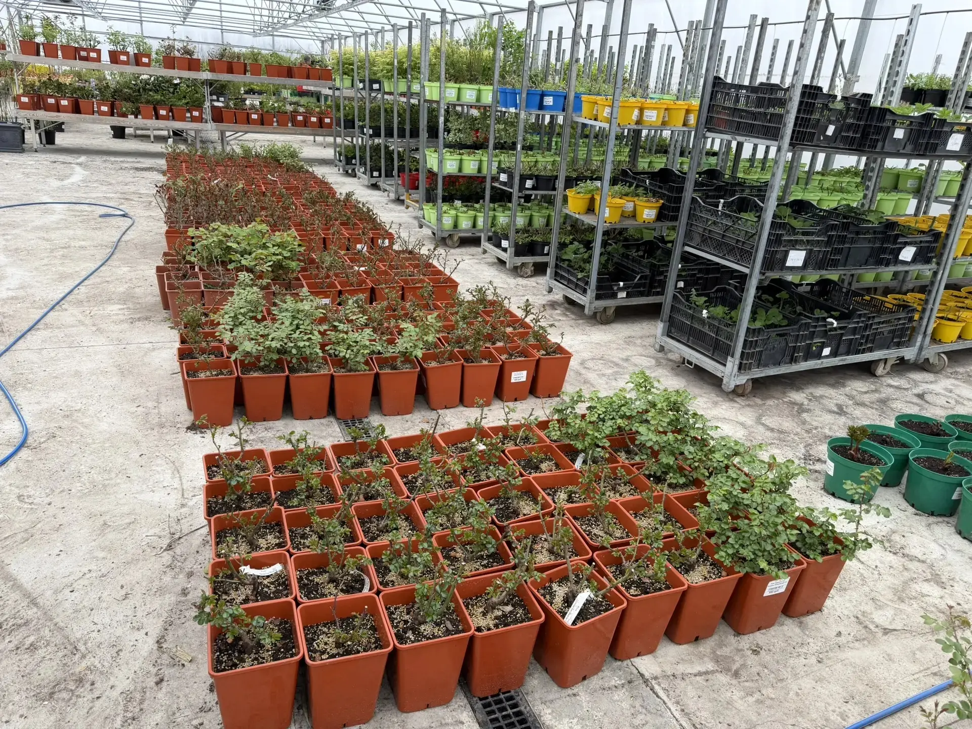 В курском парке «Патриот» высадят 450 кустов роз