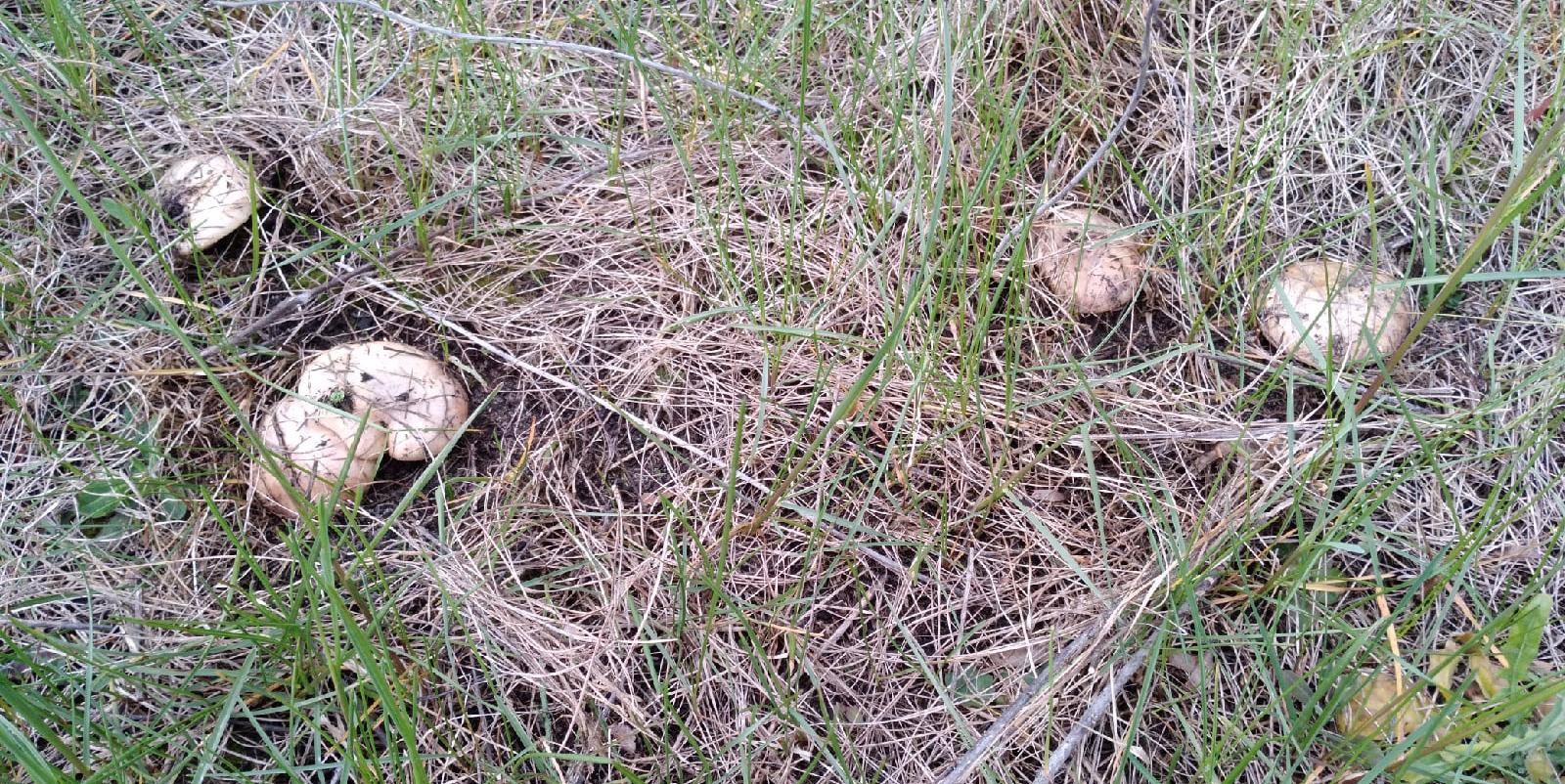 С начала года в Курской области грибами отравился один человек