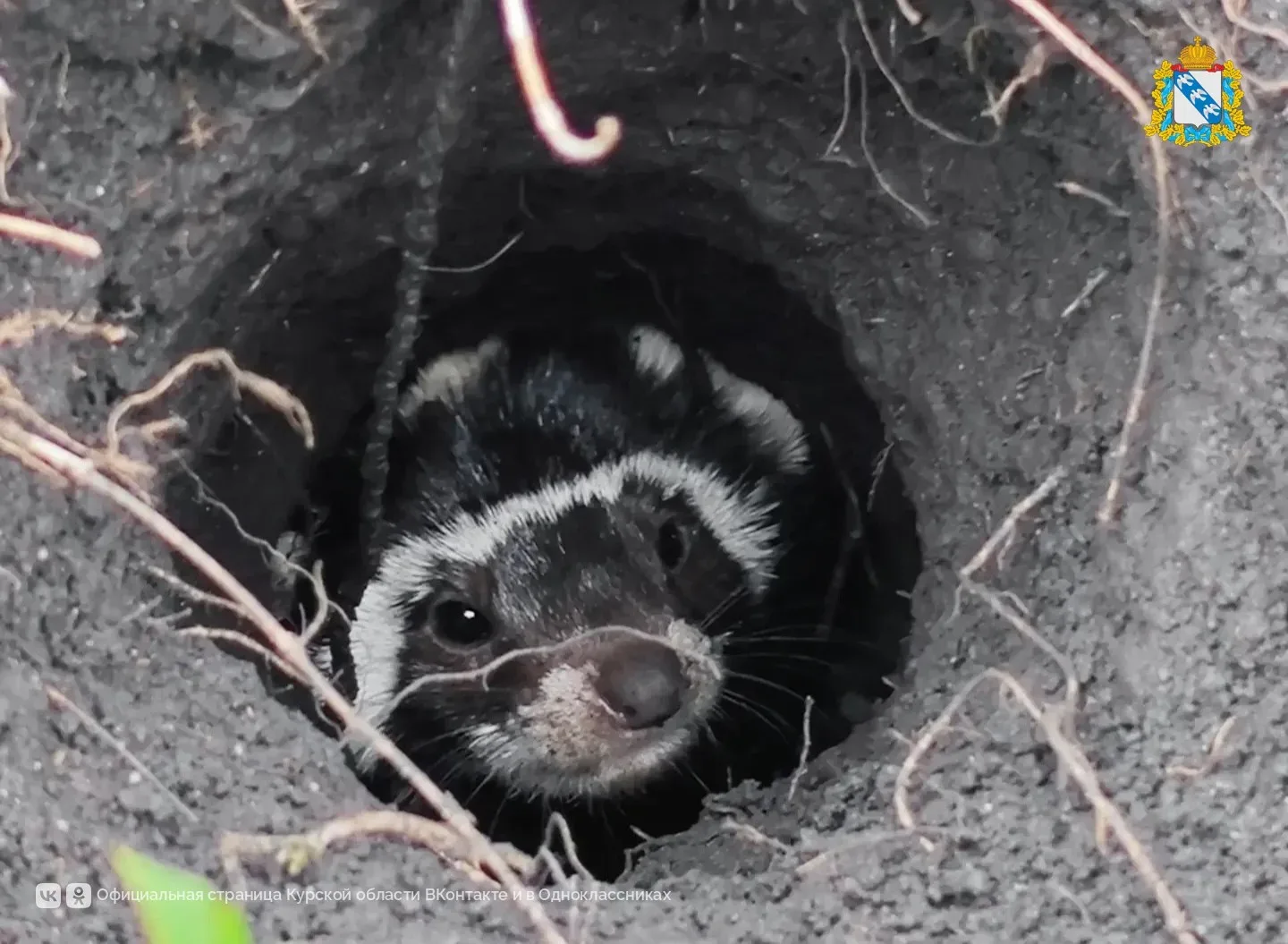 В Курской области впервые обнаружили находящуюся под угрозой исчезновения перевязку
