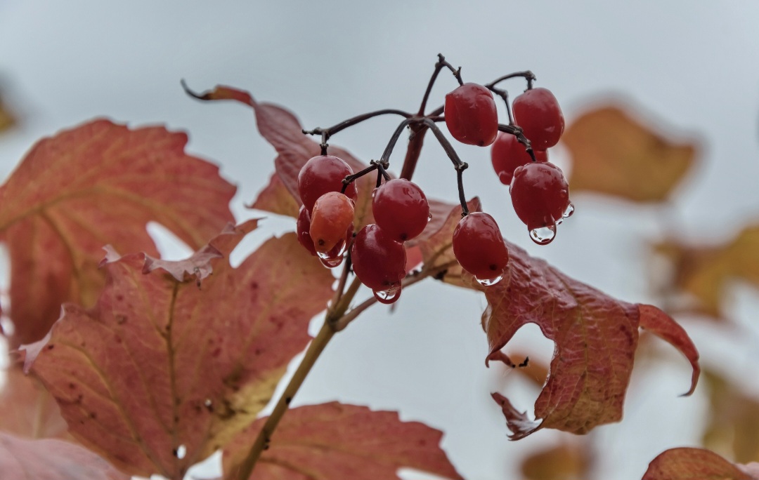 В Курске 8 ноября ожидается переменная облачность без существенных осадков