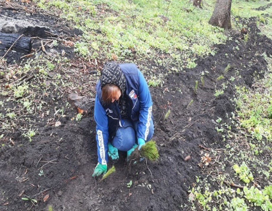 В Курских городских лесах собрали 74 тонны мусора 