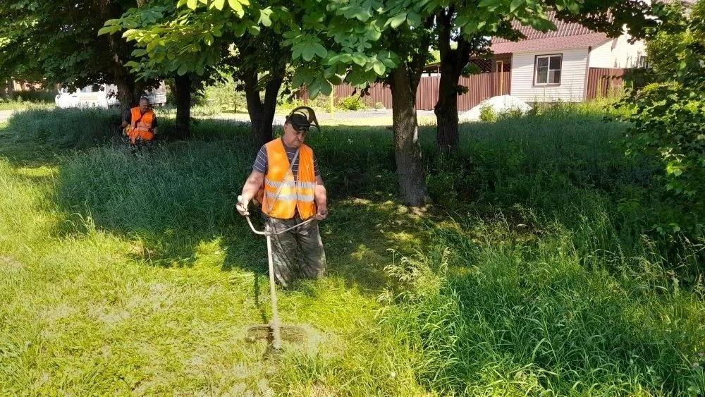 Покос сорной растительности в Курске проконтролируют назначенные ответственные