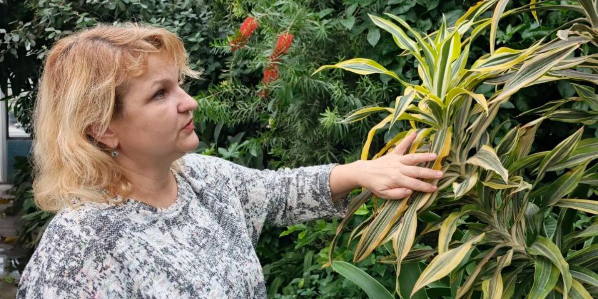 Что любит драконовое дерево