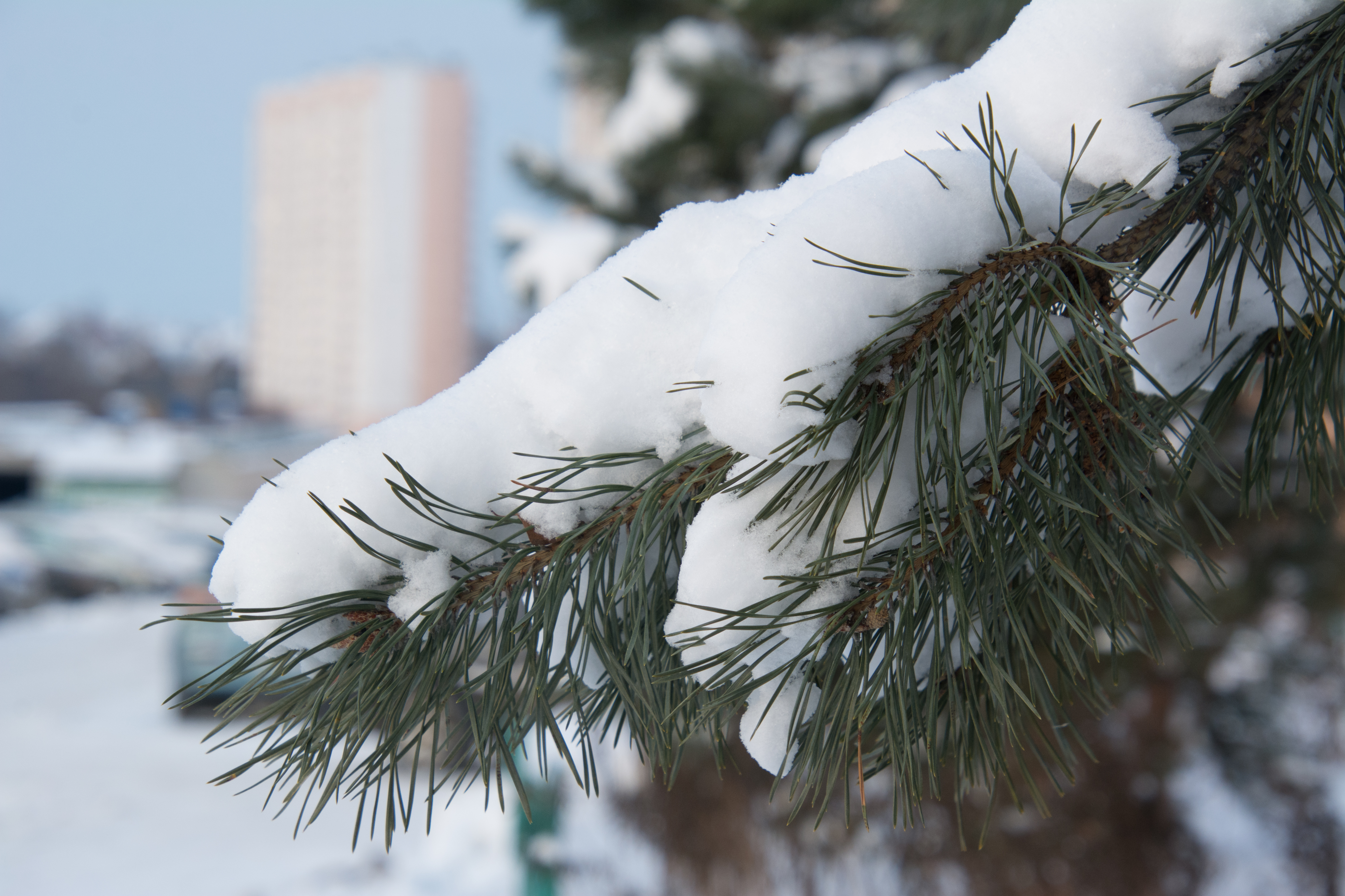 Морозы до 10 градусов ударят по Курской области в ближайшие дни