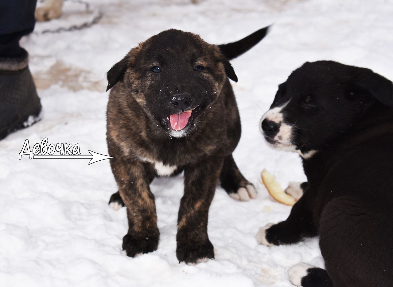 Щенок алабайки ищет хозяев в Курске