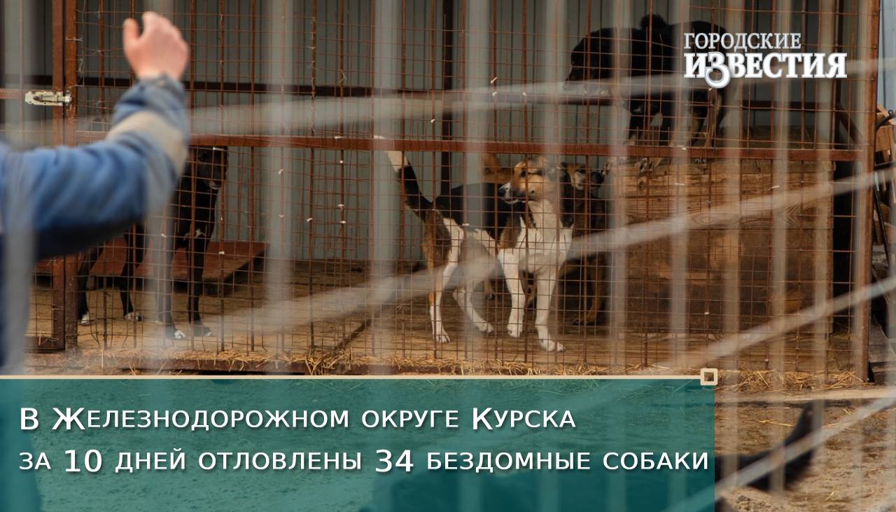 В Железнодорожном округе Курска за 10 дней отловлены 34 бездомные собаки