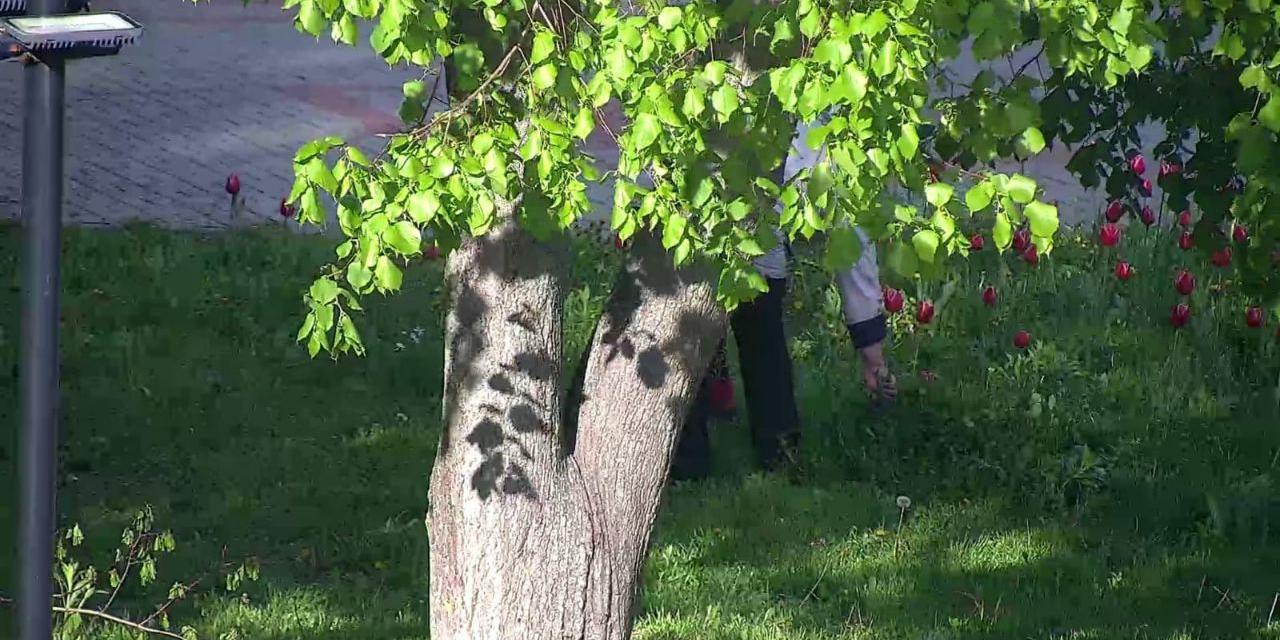 В Курске в парке Дзержинского камеры сняли обрывающую цветы с клумбы женщину 