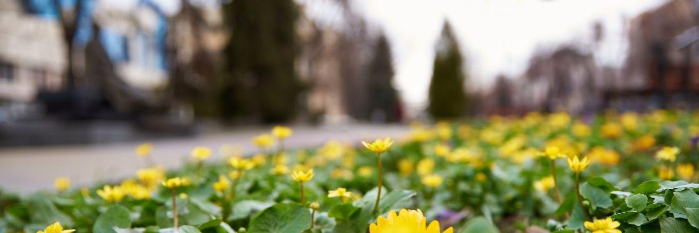 Парки и скверы Курска украсят более 233 тысяч цветов