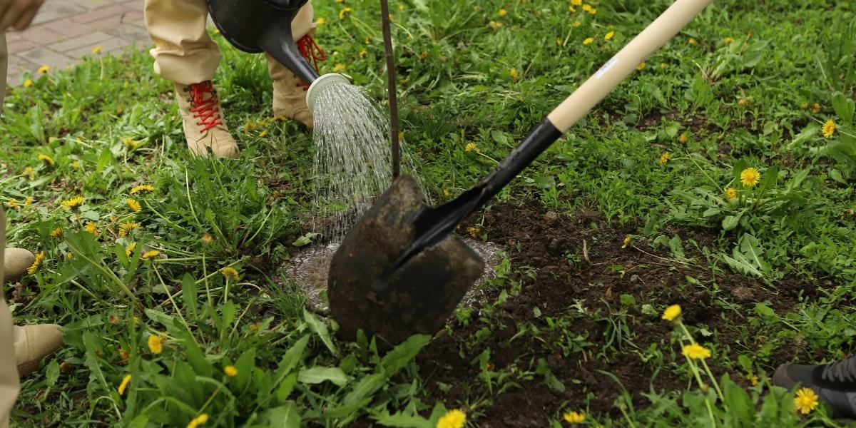 Саженцы деревьев: на что обратить внимание при покупке?