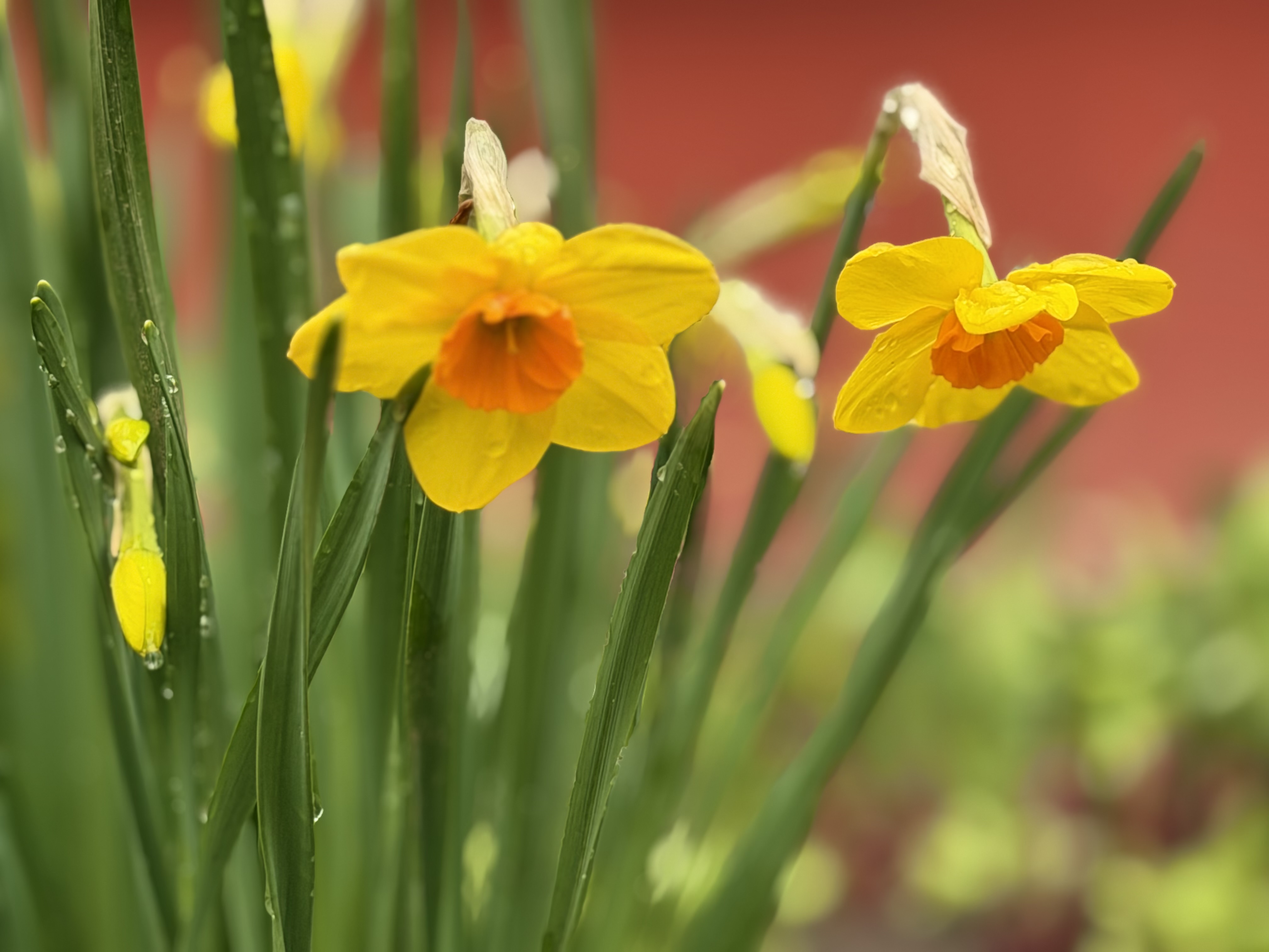 В Курске на Энтузиастов распустились нарциссы