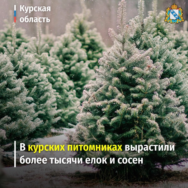 Питомники Курской области вырастили к Новому году свыше тысячи сосен и елей