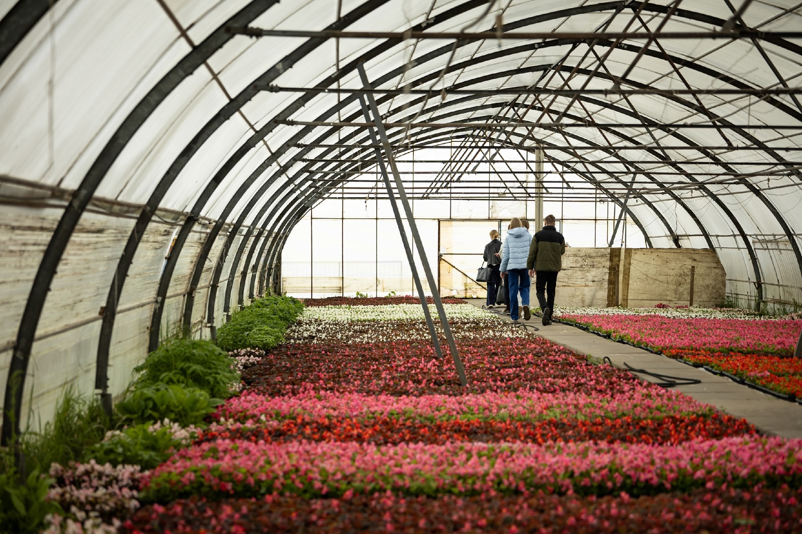 Цветы для курских клумб достигли пика цветения