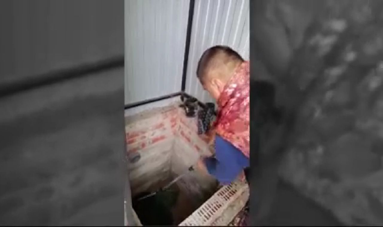 Приюты для животных в курске и курской области. Спасение животных курск. Чрезвычайное происшествие. Спасение животных на пожаре. В курской области в золотухинском районе щенков чихуа нихера.