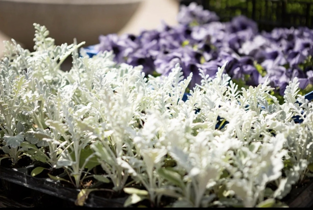 Комитет городского хозяйства ищет  подрядчика для озеленения Курска 