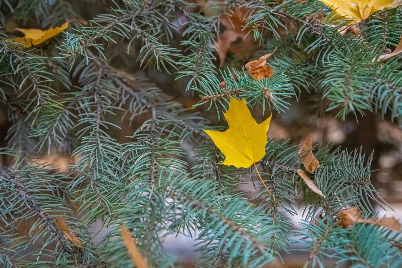 В Курске похолодает до 1 градуса мороза