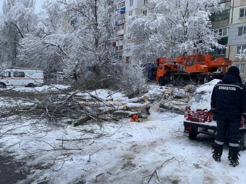 В Курске подали 165 заявок о падении деревьев из-за снегопада 