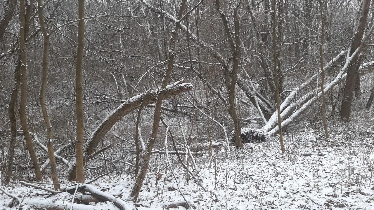 В Цветовом лесу Курска вырубят почти 3 тысячи деревьев из-за опасного вредителя