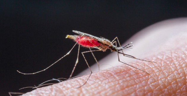 Малярия: угроза существует
