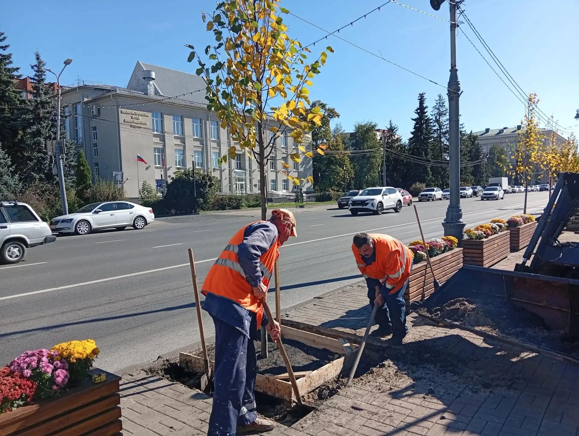 В Курске на улице Ленина высаживают липы