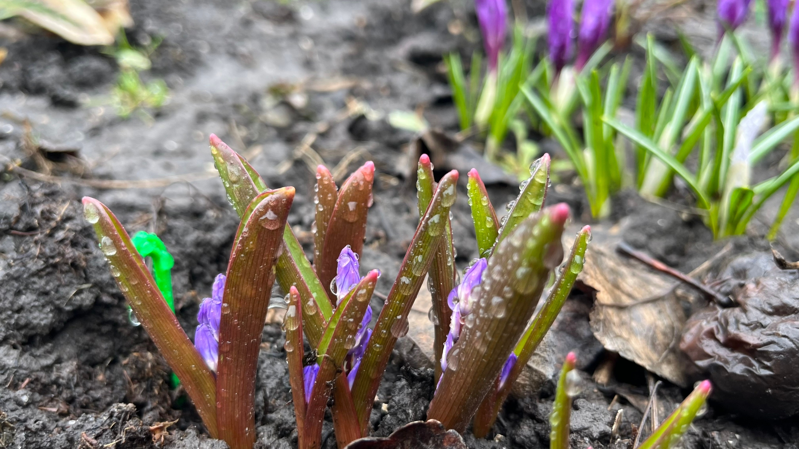 В Курской области ожидаются дожди и до 12 градусов тепла