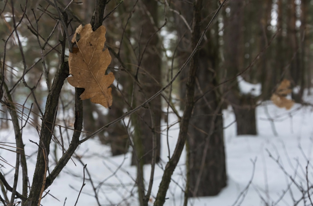 В Курске 14 февраля будет облачно
