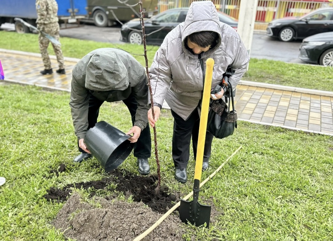 На проспекте Дериглазова в Курске высадили яблони в честь годовщины освобождения приграничья