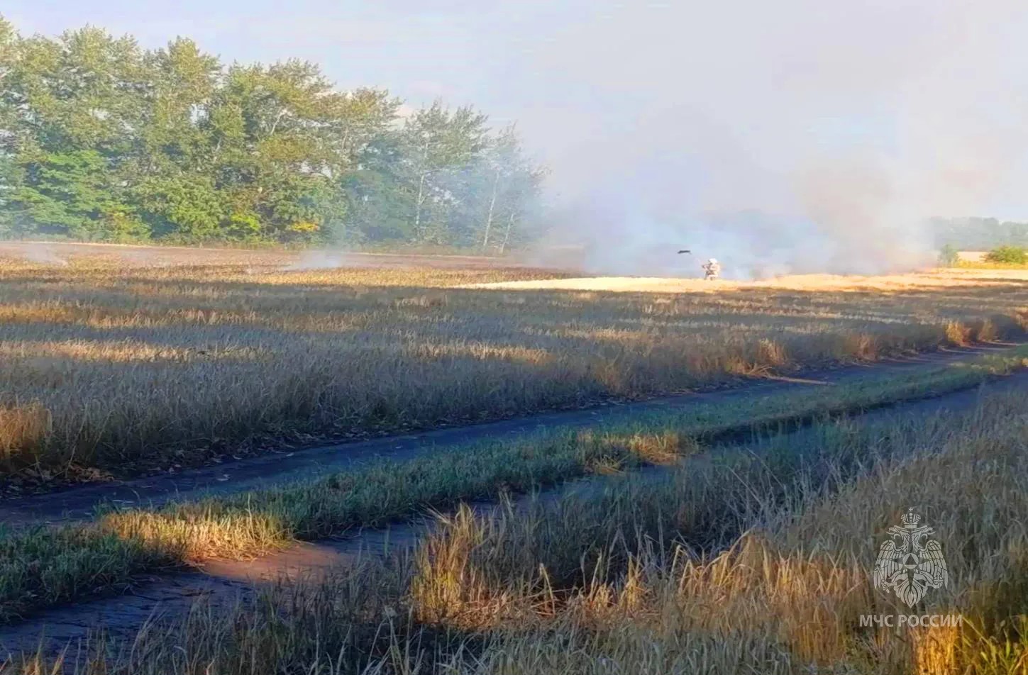 В Поныровском районе Курской области сгорели 80 гектаров ячменя