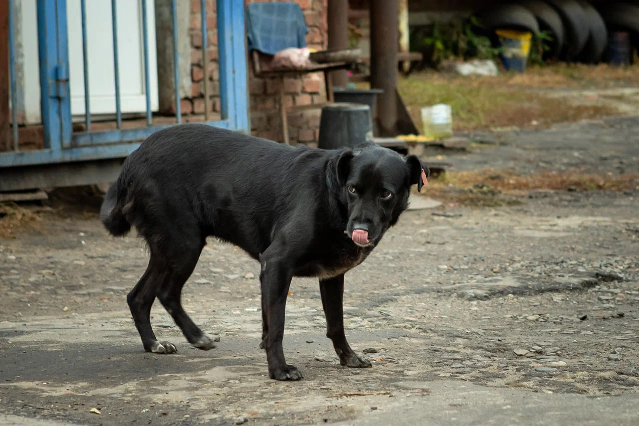 Курский губернатор предложил собрать круглый стол по вопросам беспризорных животных