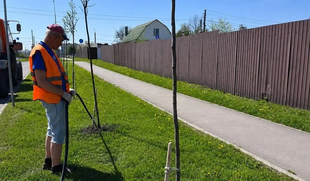 В Курске спасут 97 неверно высаженных лип