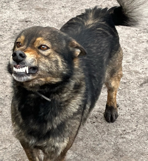 В Курске с 1 апреля стартует месячник профилактики бешенства