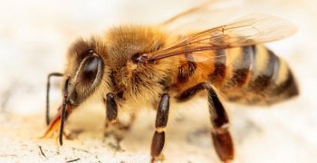 Ветеринары о гибели пчел