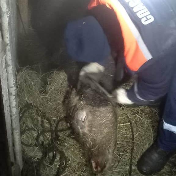 Под Курском спасатели вытащили из ямы 2-х годовалого быка 