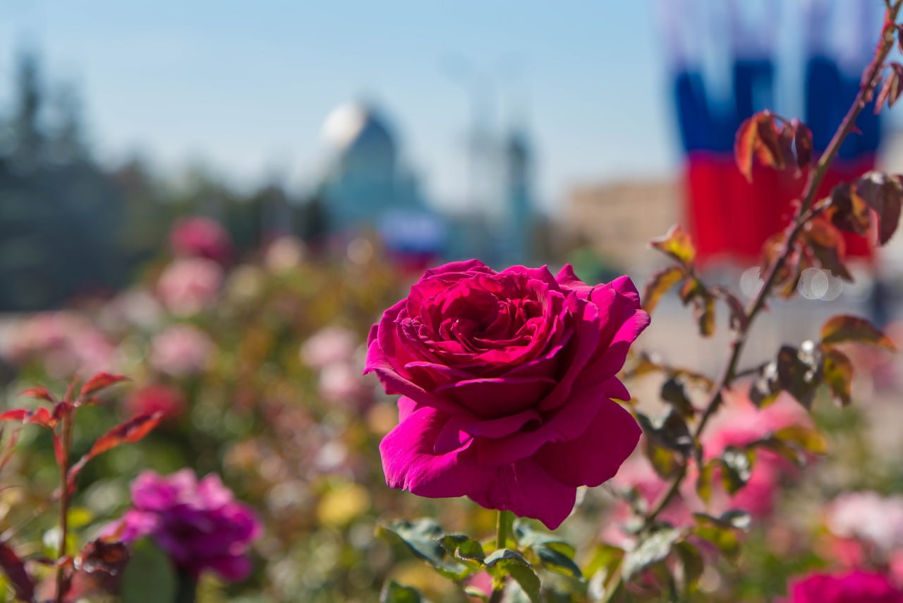 Курян 26 июня ожидает благоприятная погода