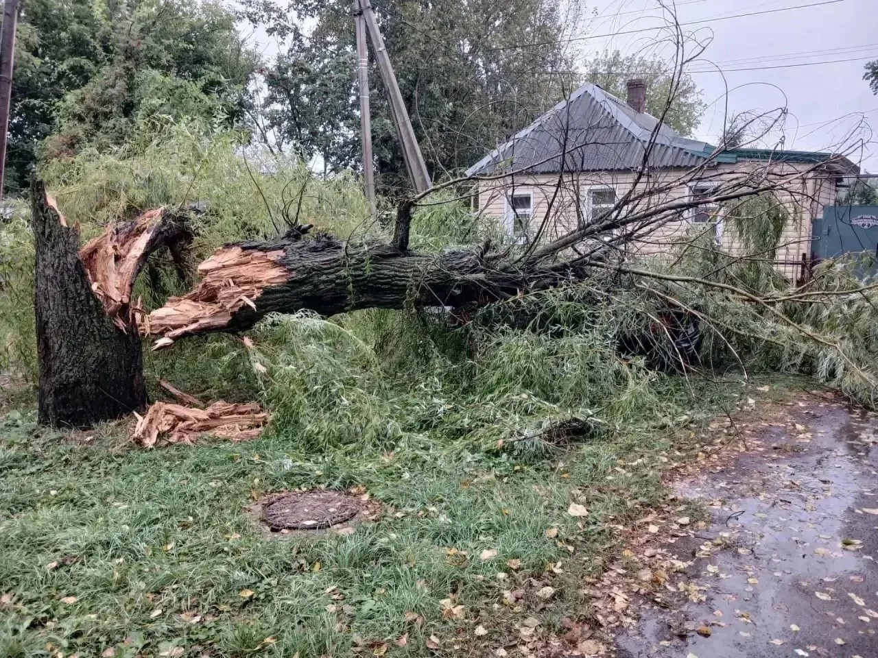 На ряде курских улиц временно отсутствует свет и упали 12 деревьев
