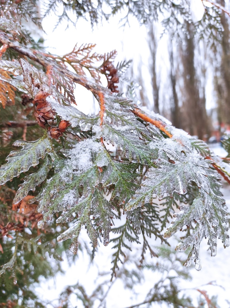В Курске 25 ноября синоптики прогнозируют гололед и мокрый снег