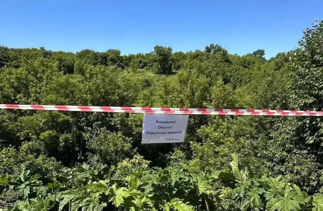 В Курске уничтожат борщевик Сосновского по шести улицам