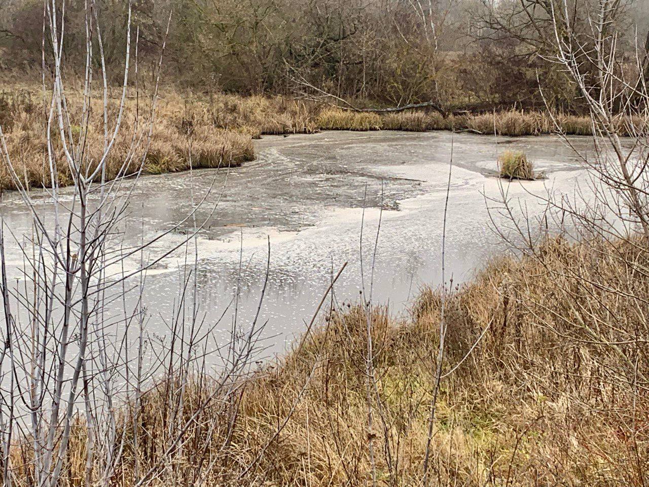 Курская прокуратура проверит факт загрязнения реки Апока